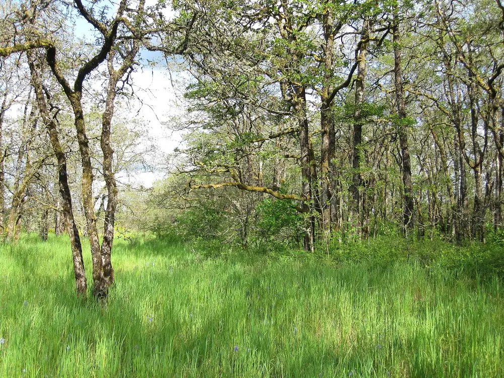 Scatter Creek Wildlife Area, near Rochester